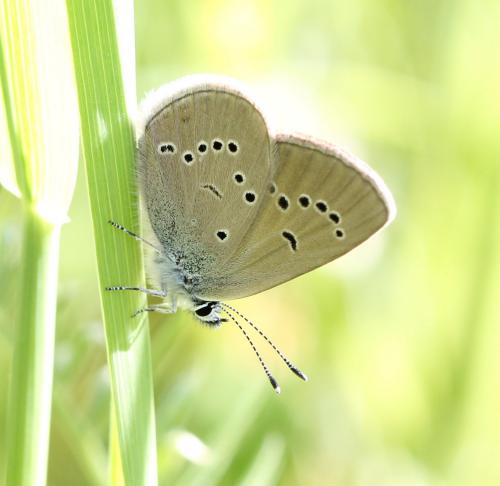 Réf. 125 335 : Cyaniris semiargus