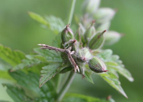 Amblyptilia sp.