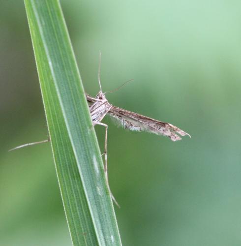 Amblyptilia sp.