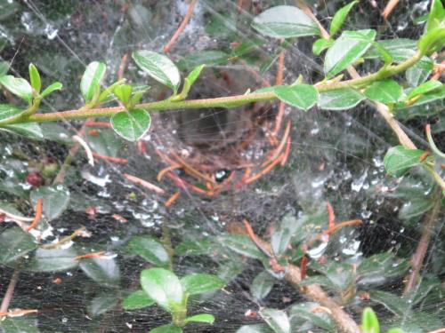 Agelena_sl sp.