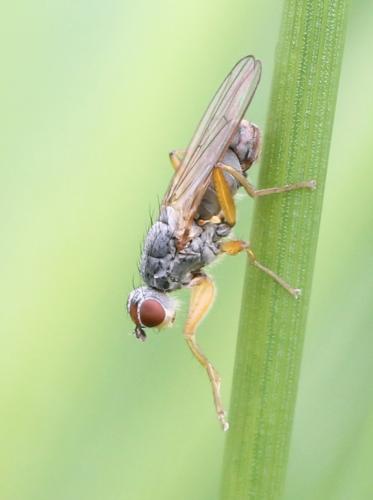 Microprosopa haemorrhoidalis