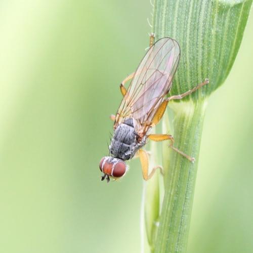Réf. 125 255 : Microprosopa haemorrhoidalis
