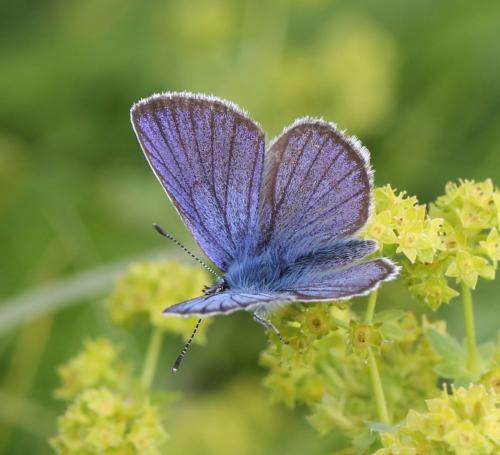 Réf. 125 328 : Cyaniris semiargus