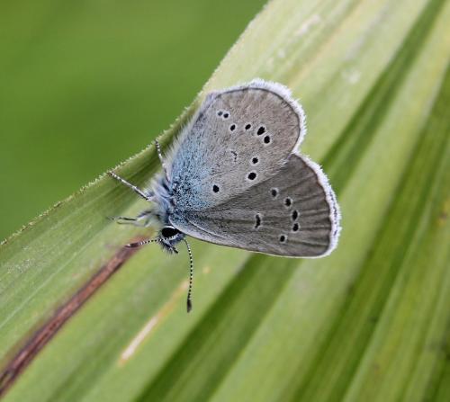 Réf. 125 327 : Cyaniris semiargus
