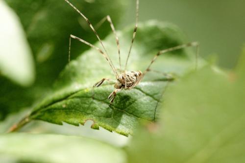 Dicranopalpus ramosus