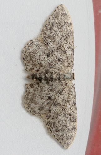 Réf. 125 329 : Idaea sp.