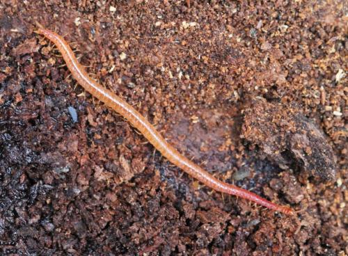 Réf. 125 475 : Strigamia acuminata