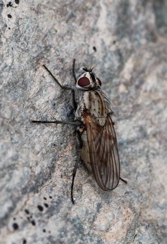 Leucophora sp.