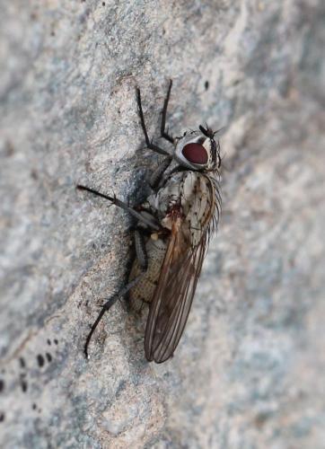 Réf. 125 473 : Leucophora sp.