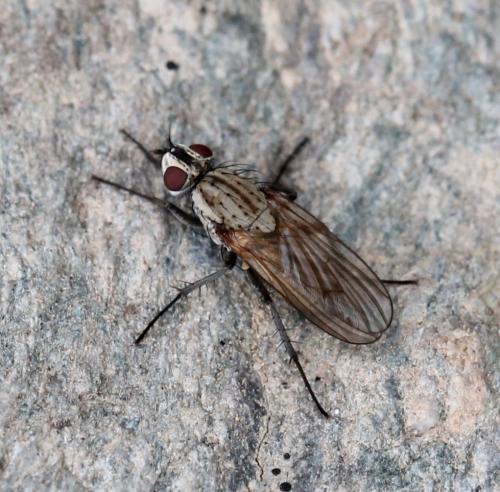 Leucophora sp.