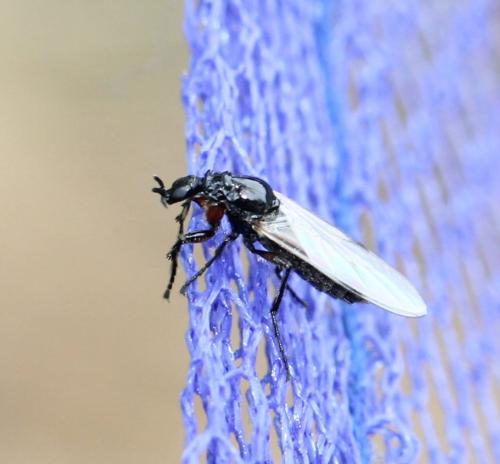 Réf. 125 336 : Dilophus femoratus