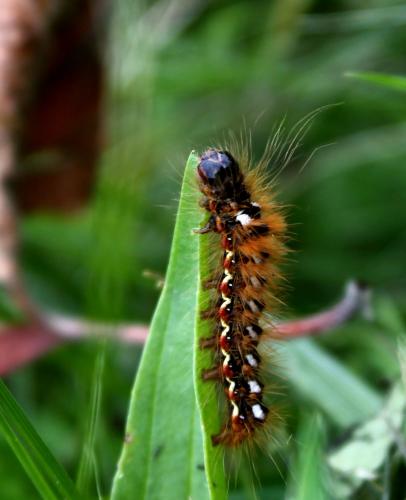 Acronicta rumicis