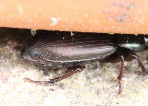 Harpalus affinis