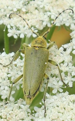Lepturobosca virens