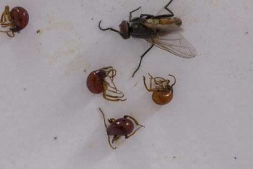 Gibbium sp.