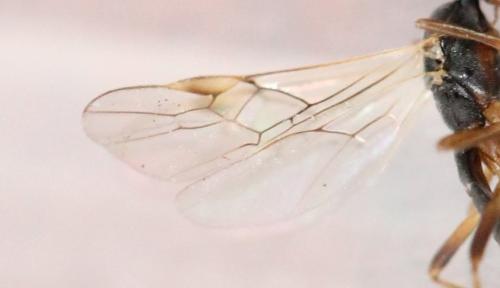 Réf. 125 446 : Aleiodes sp.