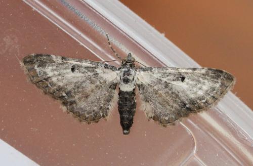Réf. 125 534 : Eupithecia succenturiata
