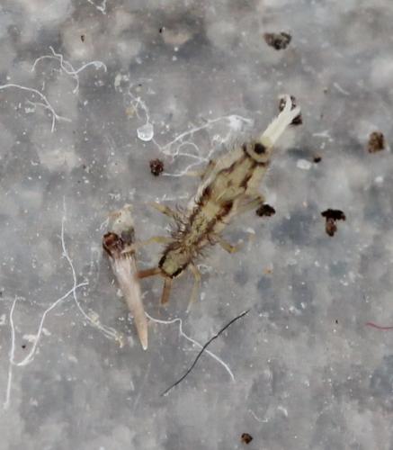 Entomobrya muscorum