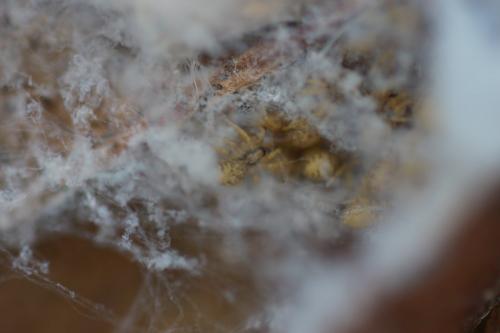 Zoropsis sp.