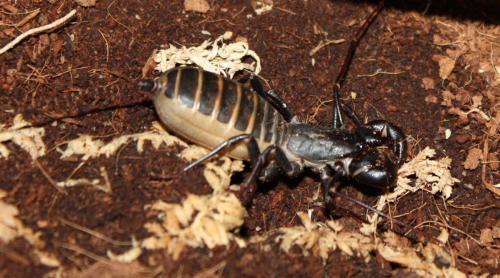Mastigoproctus giganteus