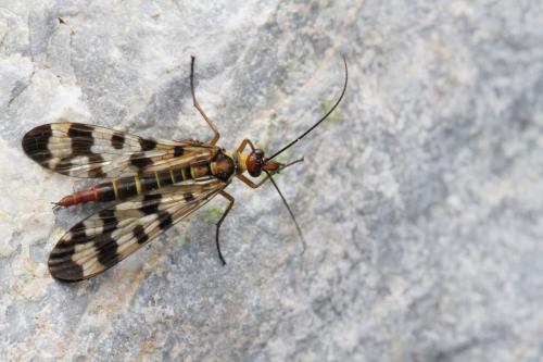 Réf. 125 865 : Panorpa meridionalis