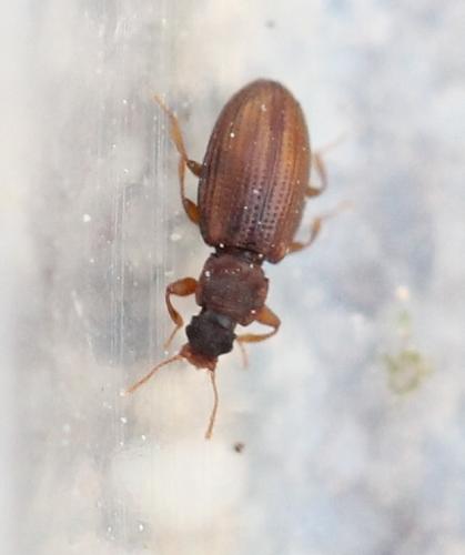 Enicmus sp.