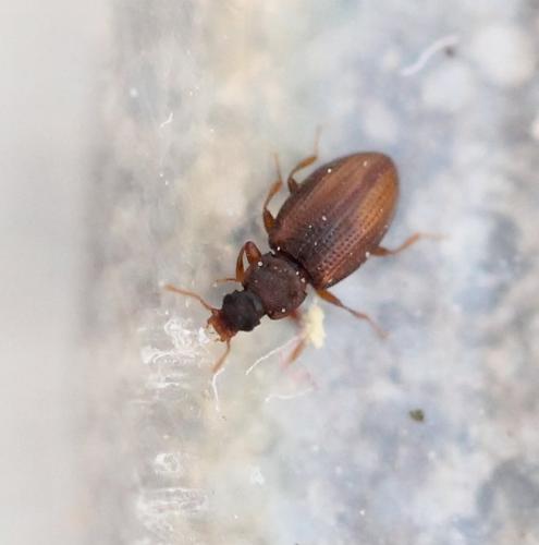 Enicmus sp.