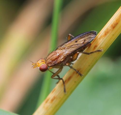 Tetanocera sp.