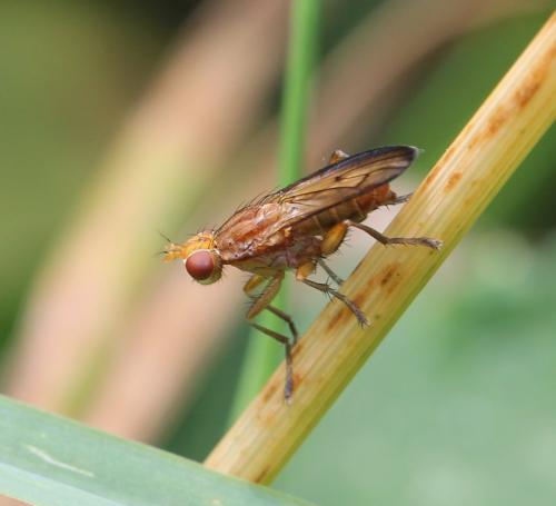Tetanocera sp.
