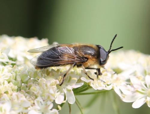 Réf. 125 374 : Heptatoma pellucens