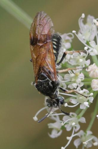 Réf. 125 816 : Arge ustulata