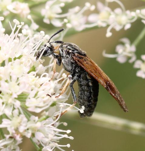 Réf. 125 817 : Arge ustulata