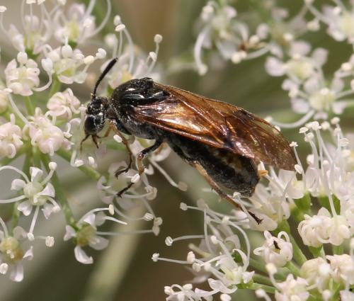 Réf. 125 815 : Arge ustulata