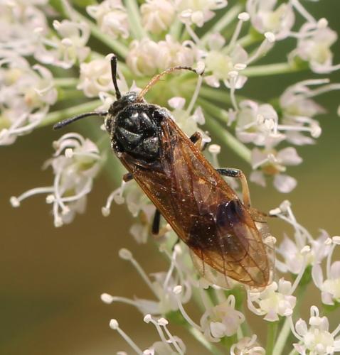 Réf. 125 818 : Arge ustulata