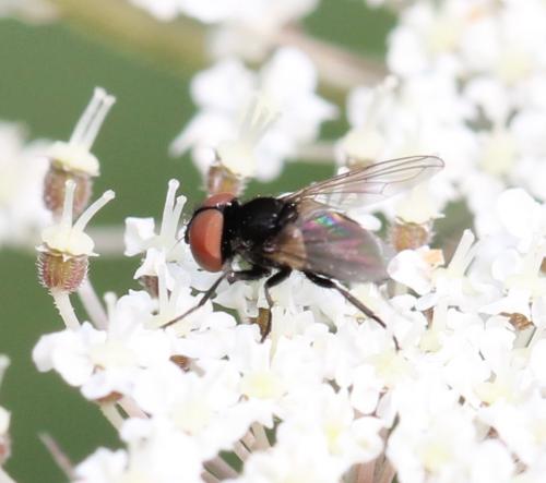 Réf. 125 378 : Phasia barbifrons