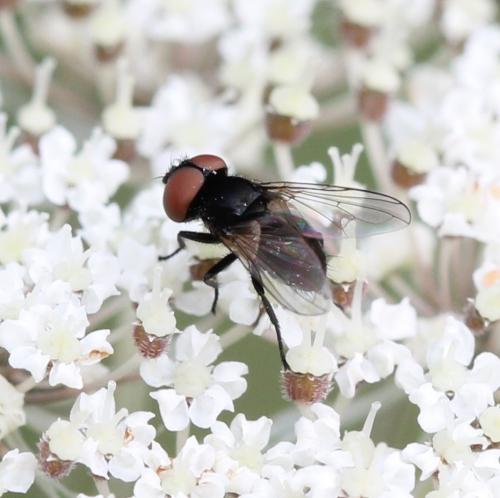 Réf. 125 377 : Phasia barbifrons