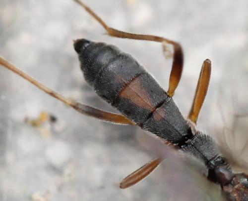 Réf. 125 450 : Aleiodes sp.