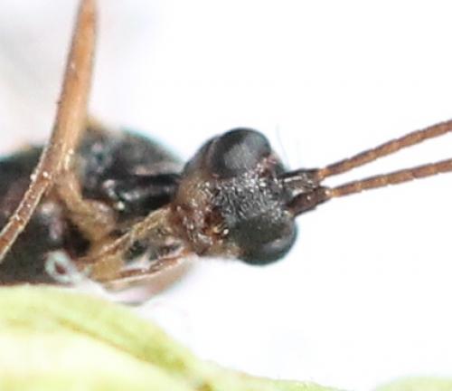 Réf. 125 451 : Aleiodes sp.