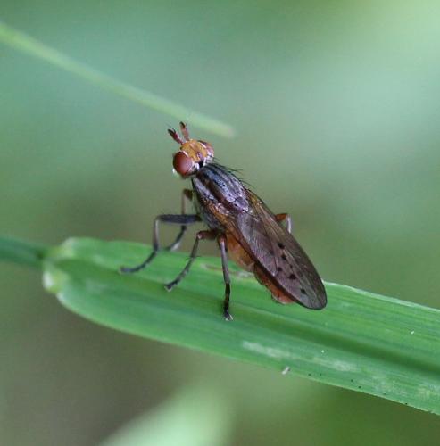 Hydromya dorsalis