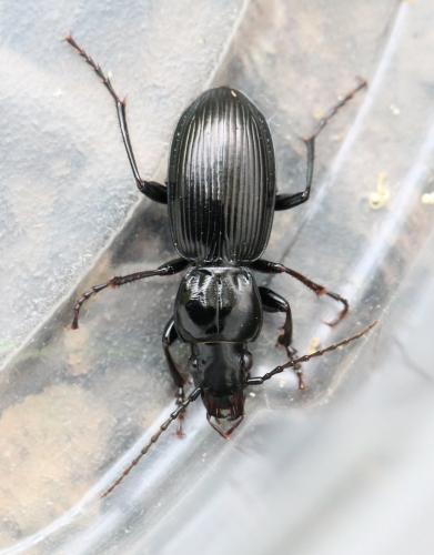 Réf. 125 506 : Pterostichus madidus