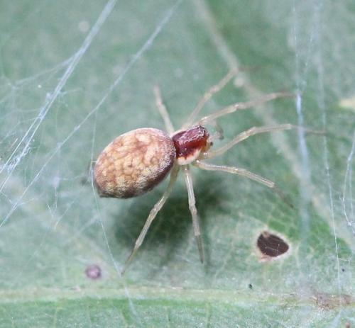 Nigma flavescens