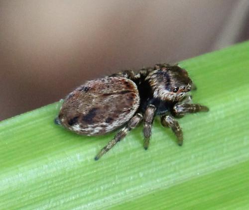 Evarcha falcata