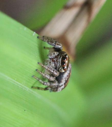 Réf. 125 803 : Evarcha falcata
