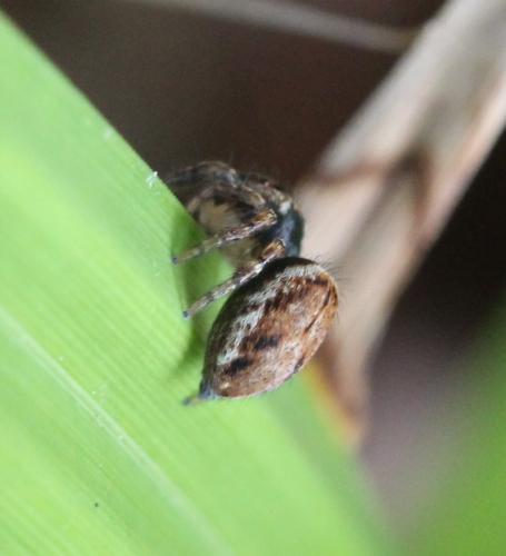 Evarcha falcata