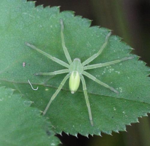 Micrommata virescens