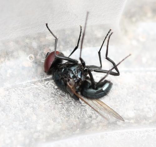 Hydrotaea ignava