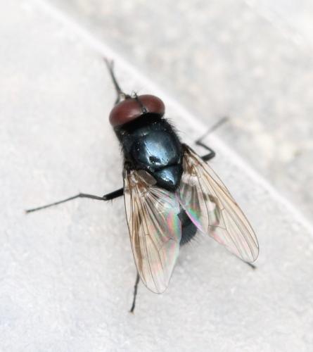 Hydrotaea ignava