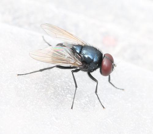 Hydrotaea ignava
