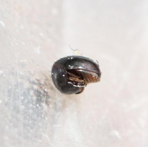 Réf. 125 950 : Agathidium sp.