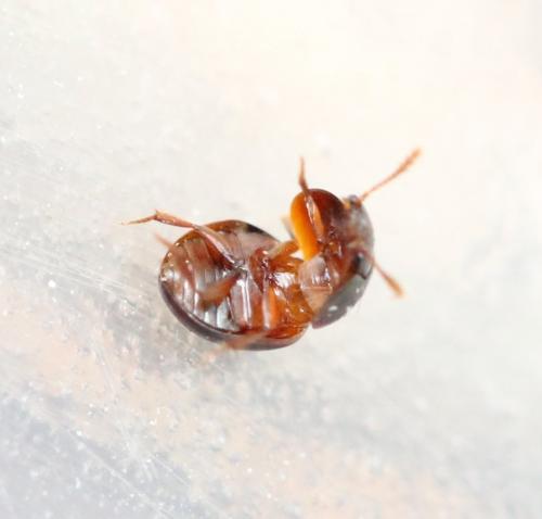 Réf. 125 952 : Agathidium sp.